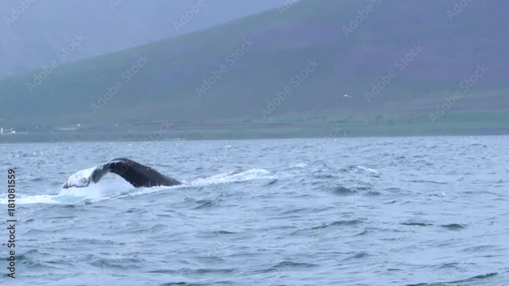 Humpback whale playing in the water showing his tail (Dalvik, Iceland) Humpback whale playing in the water showing his tail (Dalvik, Iceland)