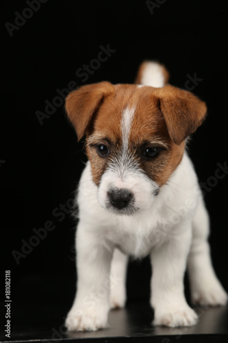 Funny jack russell terrier. Close up. Black background