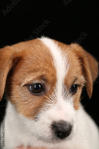 Fcae of jack russell. Close up. Black background