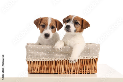 Funny jack russell puppies in the bed. Close up. Gray background © kazanovskyiphoto