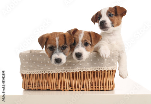 Funny jack russells babies in the bed. Close up. Gray background photo