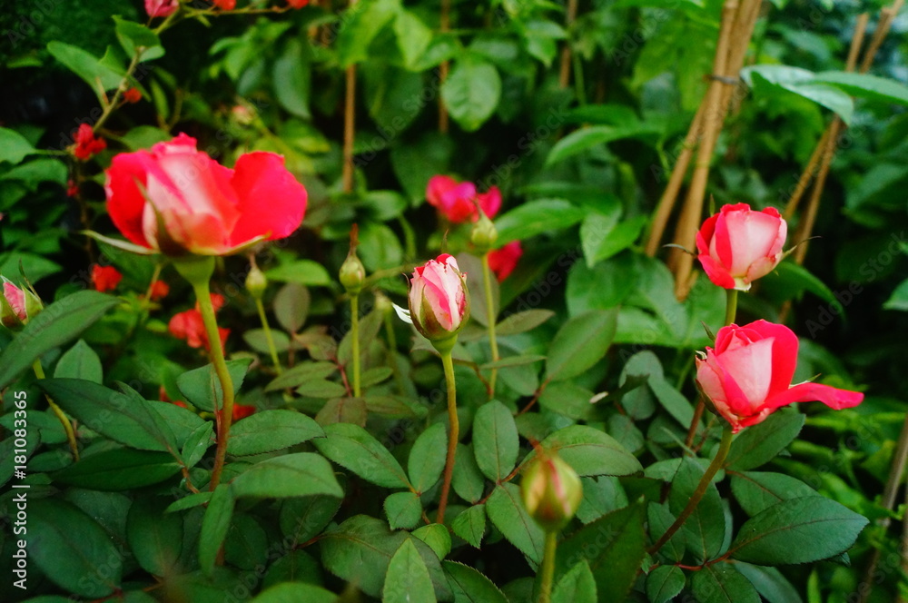 The red roses are beautiful in the garden