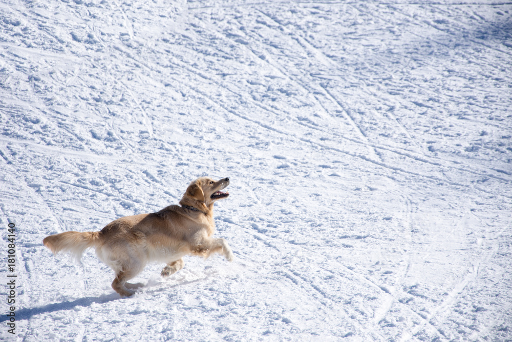 Dog playing with the ball in the snow