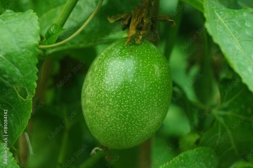 A close-up of passion fruit growing in an orchard