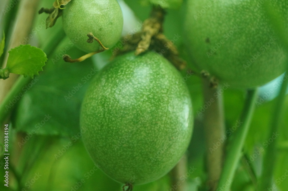 A close-up of passion fruit growing in an orchard A close-up of passion fruit growing in an orchard