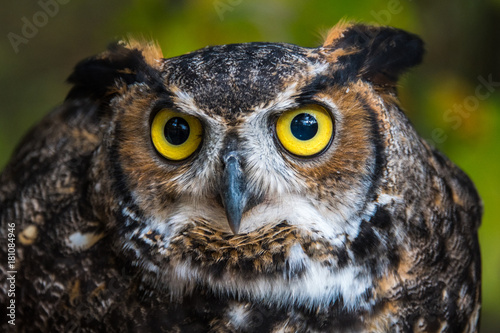 Great Horned Owl © Greg Meland