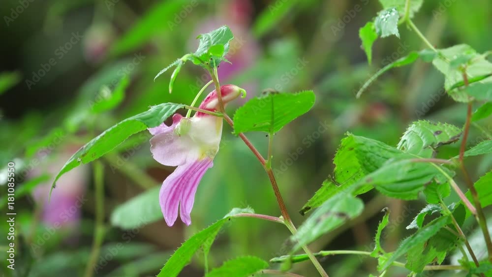 Parrot flower. (Impatiens psittacina) Parrot flower. (Impatiens psittacina)