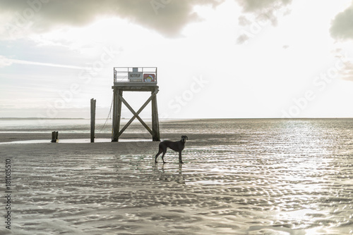 The Greatdane at the Sea photo