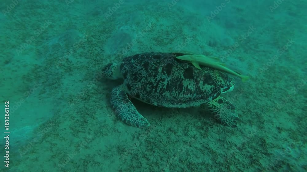 Big male Green Sea Turtle (Chelonia mydas) with Remora fish (Echeneis naucrates) eats the sea grass on a sandy bottom, Red sea, Marsa Alam, Abu Dabab, Egypt
