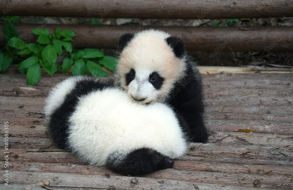 Fototapeta premium Baby panda playing and sleeping outside