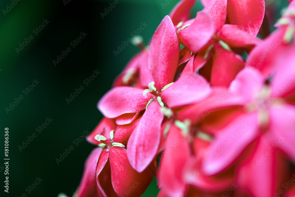 Fototapeta premium Close up Ixora Red spike flower