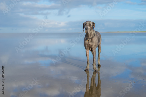 The Greatdane at the Sea photo