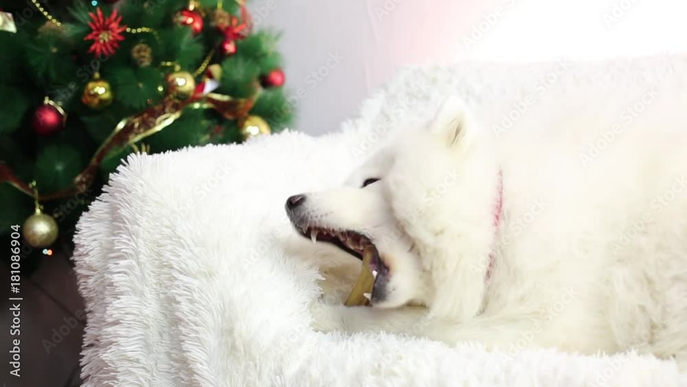 The dog gnaws a bone on a white sofa. Large white dog gnawing bone on a sofa The dog gnaws a bone on a white sofa. Large white dog gnawing bone on a sofa
