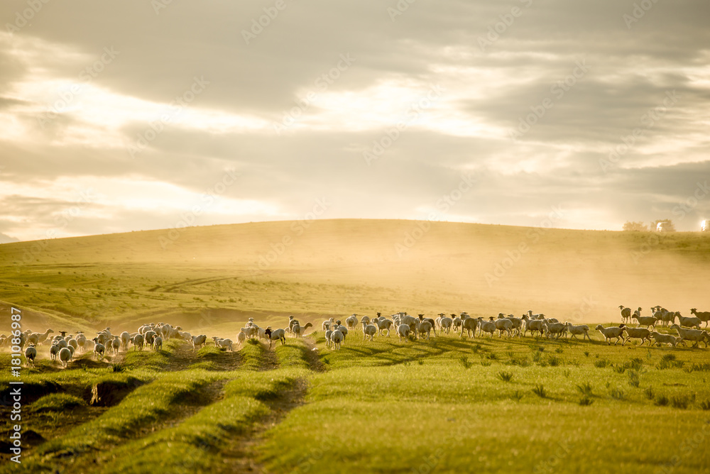Mongolia flock