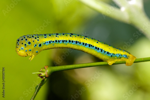 Image of Dysphania Militaris caterpillar on nature background. Insect Animal.