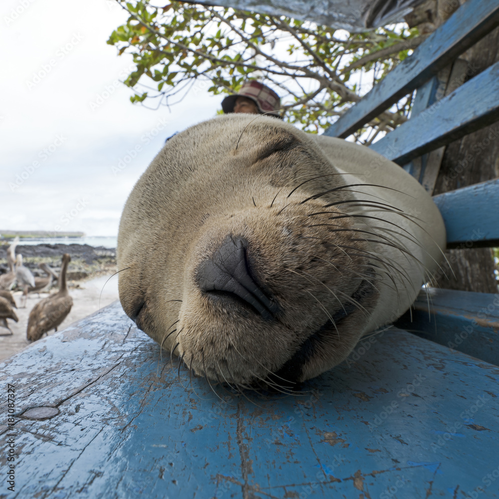 Obraz premium Park Benches are for napping, in Santa Cruz, Galapagos