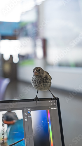 In magical Galapagos even sparrows edit photos. photo