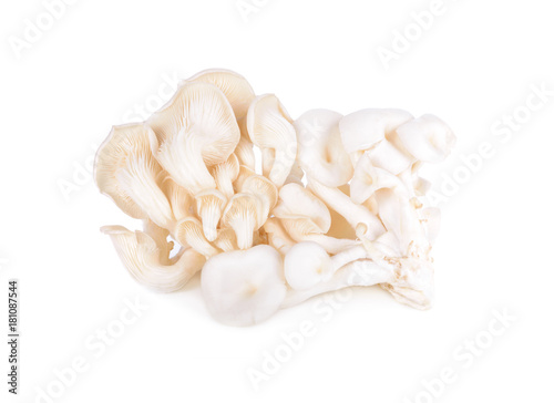 fresh white oyster Hungary mushroom on white background