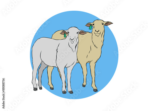 simple goat illustration