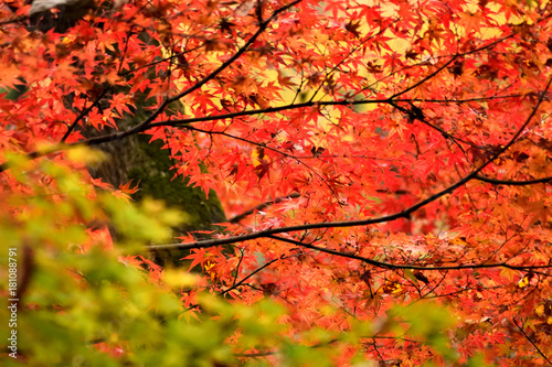 秋の奥多摩 紅葉