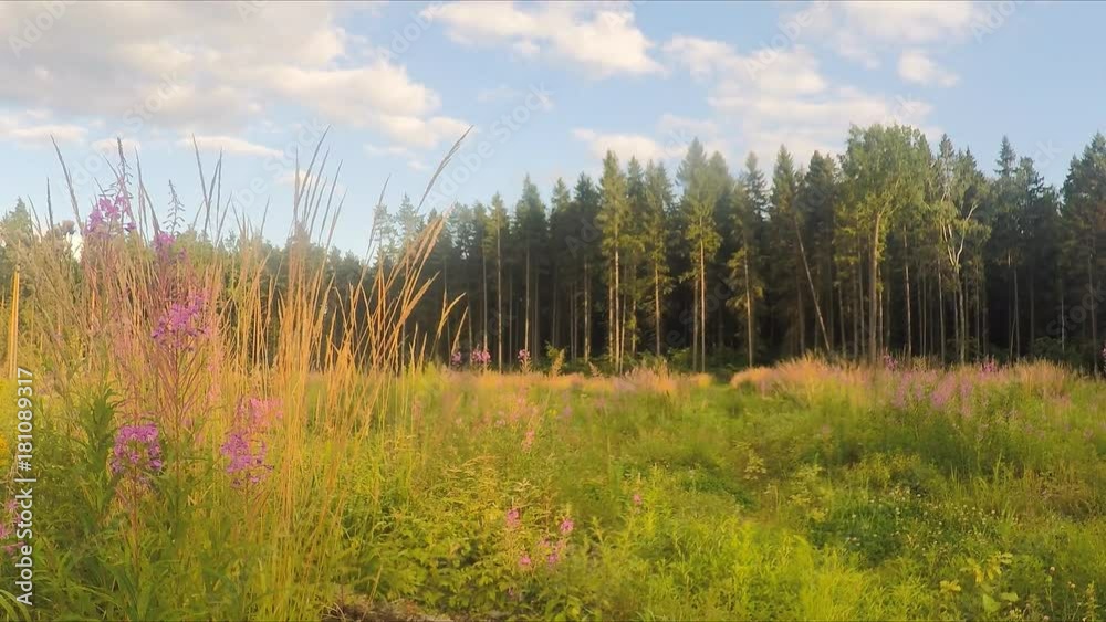 flowers in the field and forest in summer flowers in the field and forest in summer