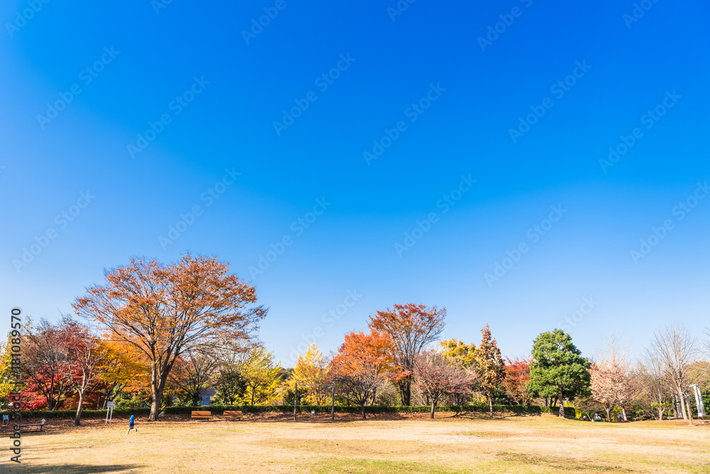 秋晴れの空が広がる公園