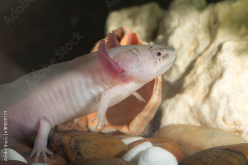 axolotl close up