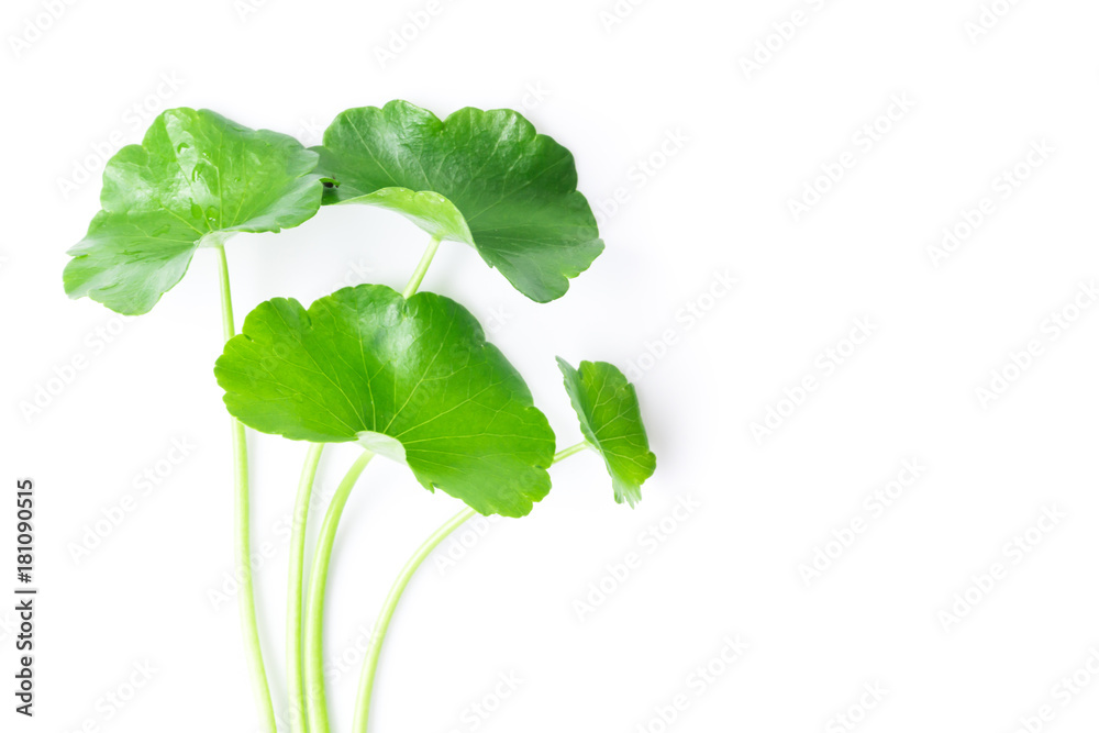 Closeup leaf of Gotu kola, Asiatic pennywort, Indian pennywort on white background, herb and medical concept, selective focus Closeup leaf of Gotu kola, Asiatic pennywort, Indian pennywort on white background, herb and medical concept, selective focus