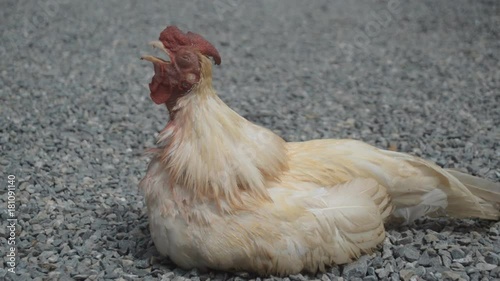 Old bantam rooster sick trying to blare. photo