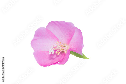 Pink Dombeya flower on white ground.