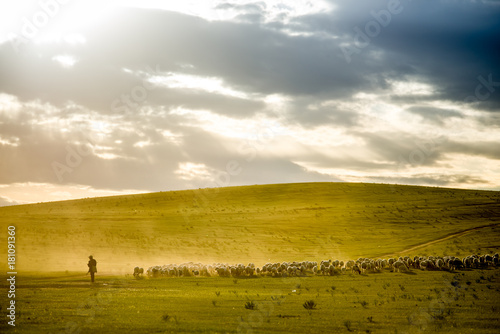 Mongolia flock