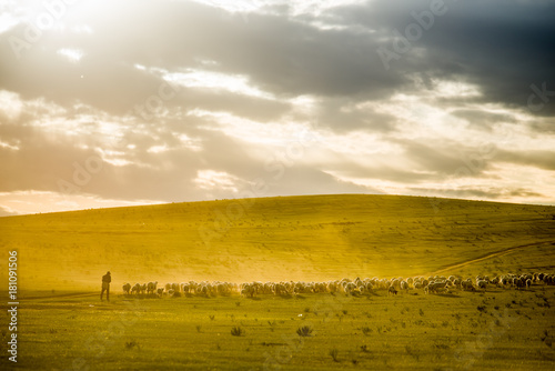 Mongolia flock