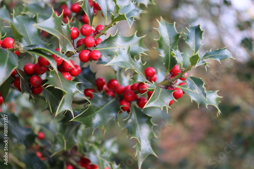 Ilex, or holly, It is a genus of small, evergreen trees with smooth, glabrous, or pubescent branchlets. The plants are generally slow-growing