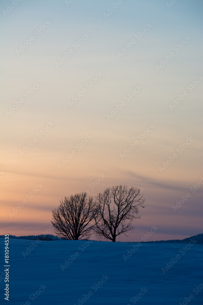冬の夕暮れの空と冬木立