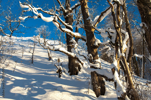 The snow lies on the branch...
