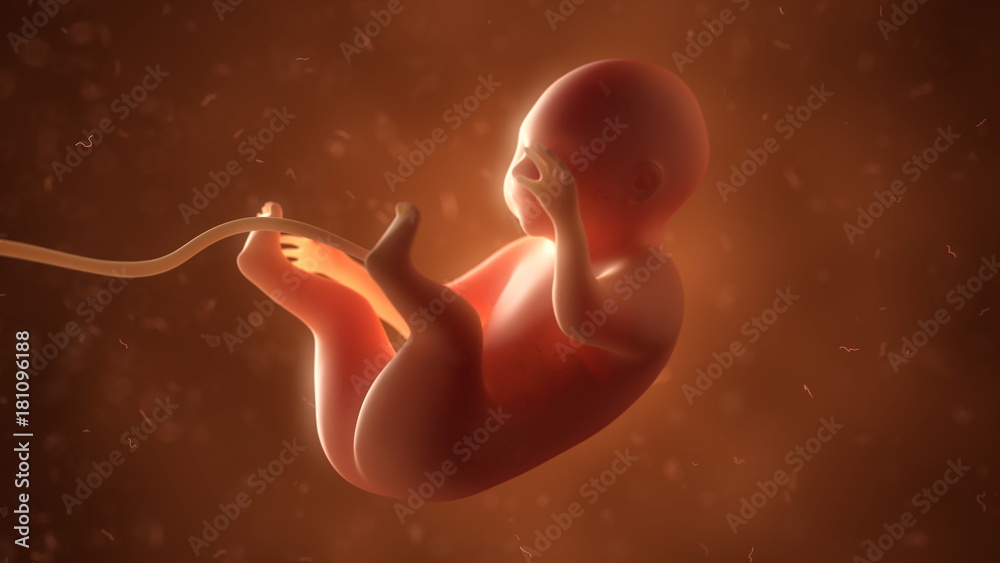 Human fetus with internal organs, 3d illustration Stock Illustration ... Biology Diagrams