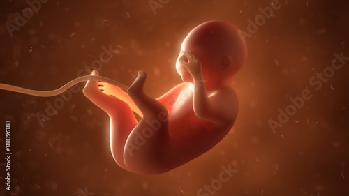 Fotografia Human fetus with internal organs, 3d illustration