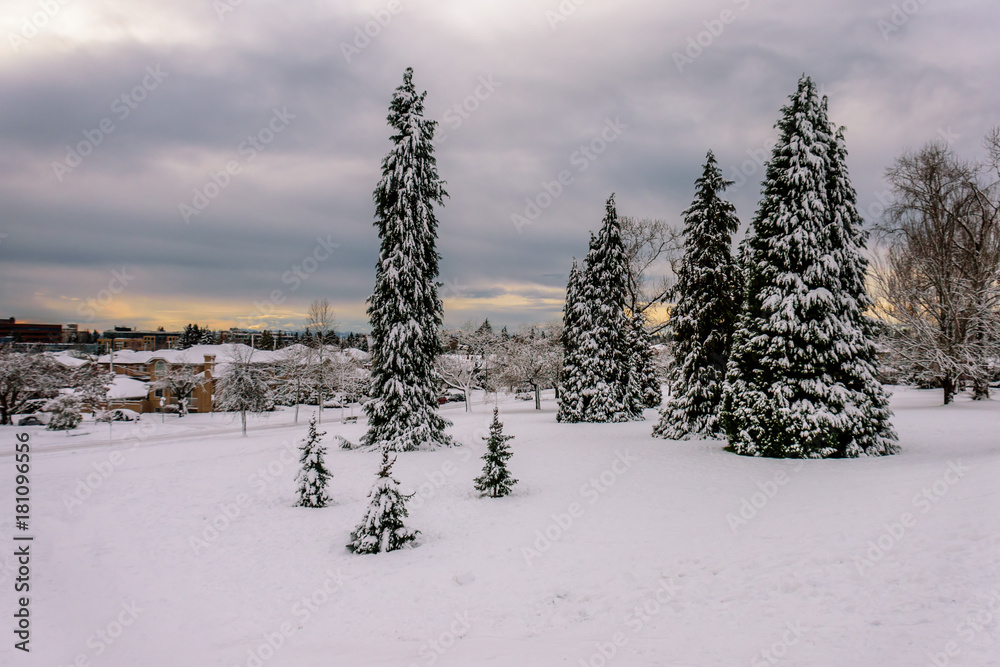 Obraz premium cold, beautiful, snowy winter