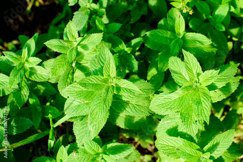 Close-up of fresh mint leaves, texture or background. Peppermint leaves