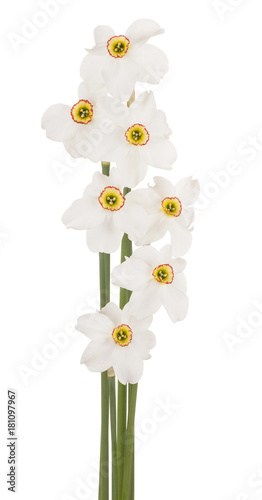 Fototapeta Naklejka Na Ścianę i Meble -  daffodil flower isolated