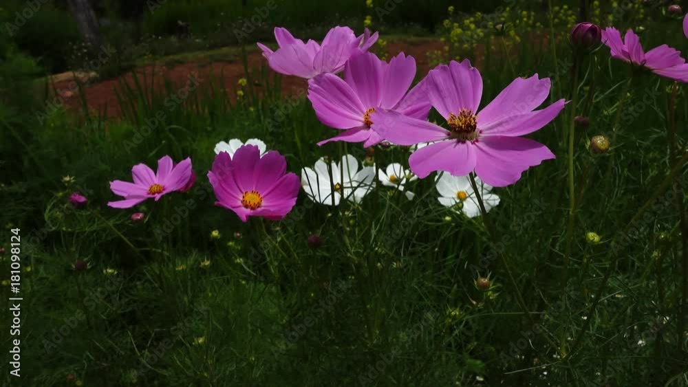Closeup cosmos Closeup cosmos