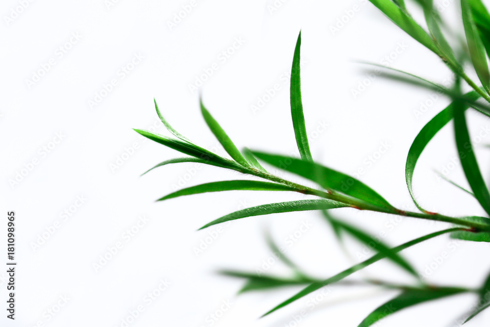 Naklejka premium green leaf isolated on white