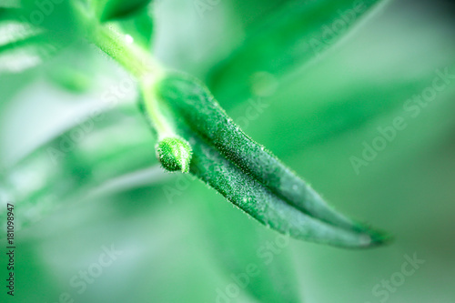 Closeup nature view of green leaf in garden at summer under sunlight. © keatikun