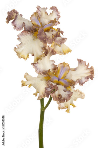 Fototapeta Naklejka Na Ścianę i Meble -  iris flower isolated