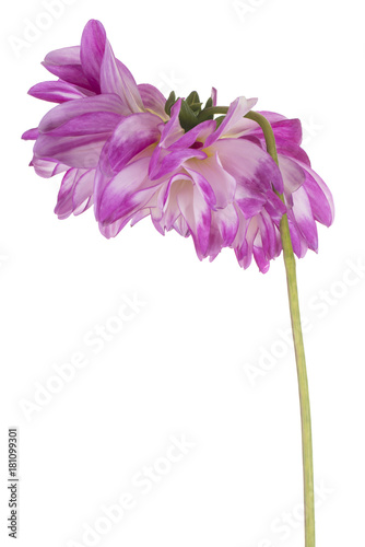 Fototapeta Naklejka Na Ścianę i Meble -  dahlia flower isolated
