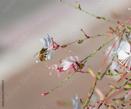 Bee exploring blooming flowers