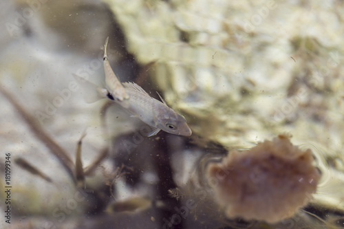 Meerestiere / Fische essen Brot und verstecken sich in Felsen