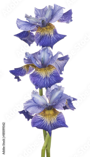 Fototapeta Naklejka Na Ścianę i Meble -  iris flower isolated