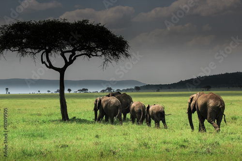 Photography Group of elephants in Serengeti NP / Elefantenherde in der Serengeti