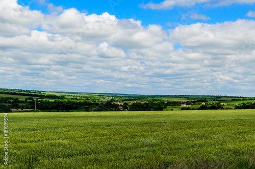Field of green wheat on summer